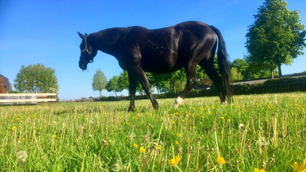 Online Masterclass Voorjaarsgras & Weideplan